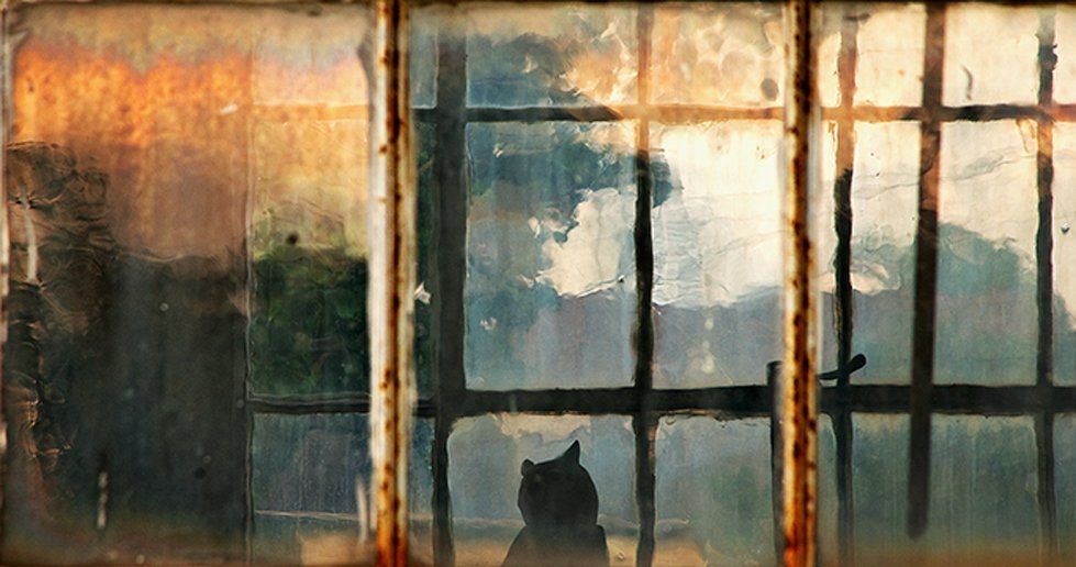 bird in a cage