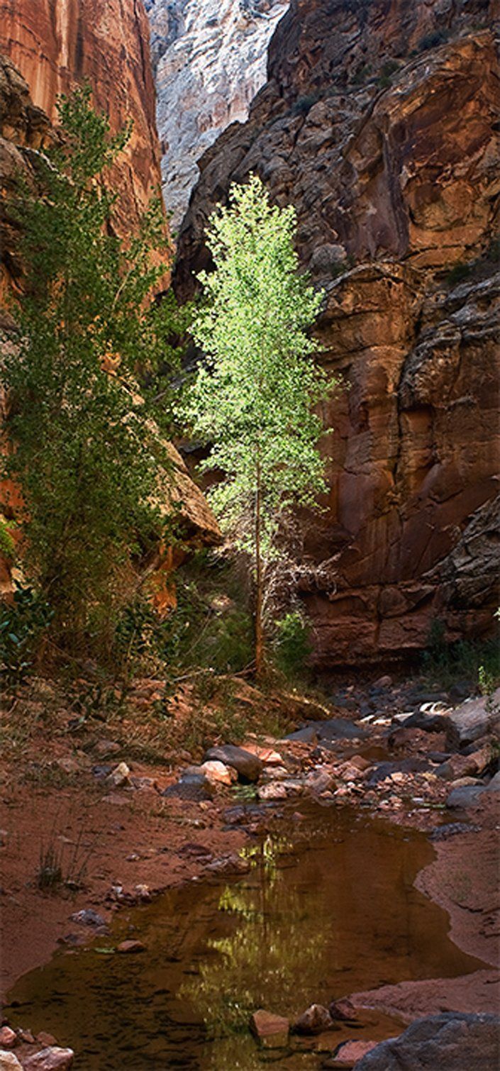 Cottonwood in Creek Spring Canyon