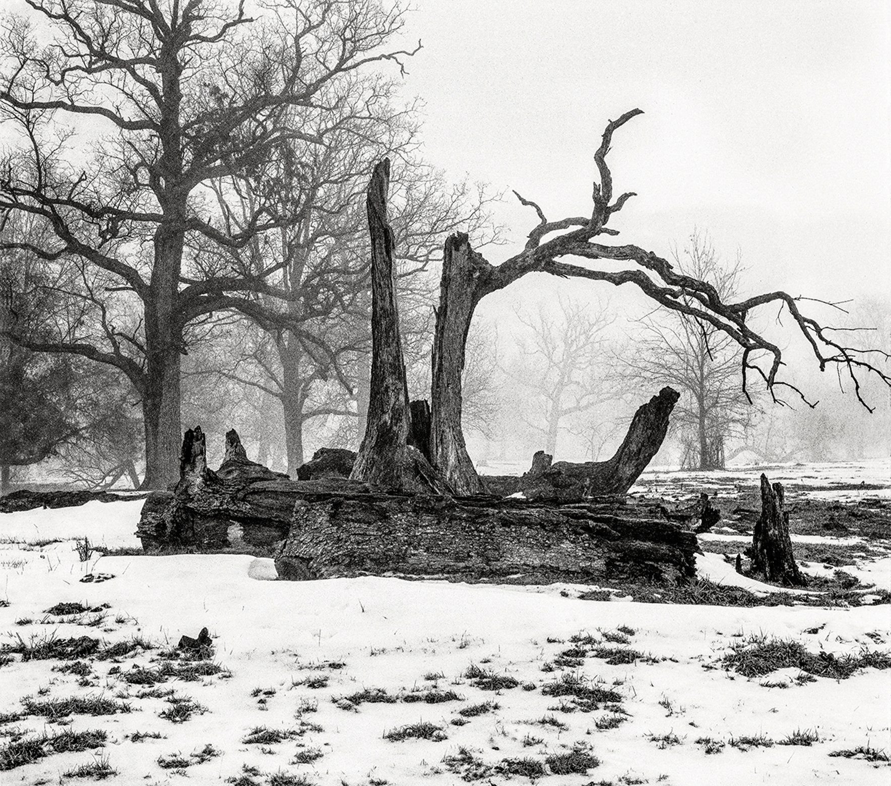 Tree of Fire & Force Butler Cty, OH