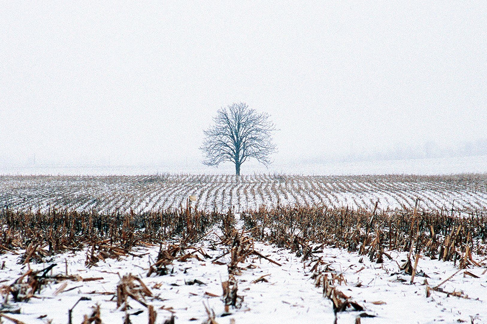 Alone on the Horizon, Franklin Cty, IN