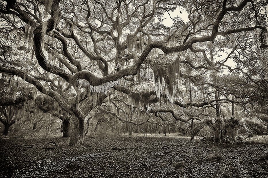 Live Oak - Cumberland Isle, GA