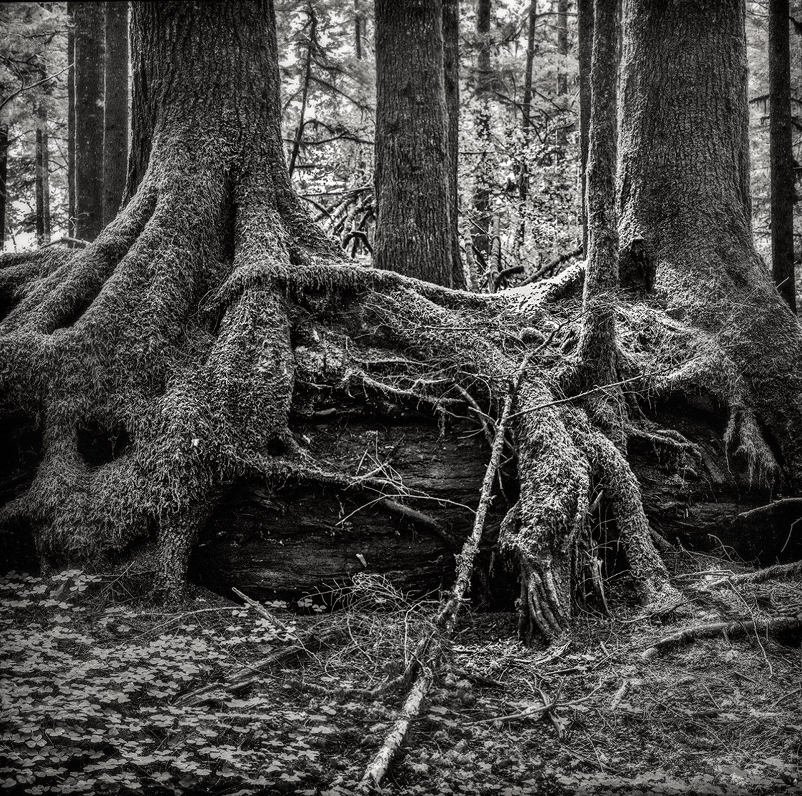 Middle Earth Olympic Peninsula, WA