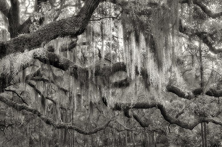 Spanish Moss Cumberland Isle, GA