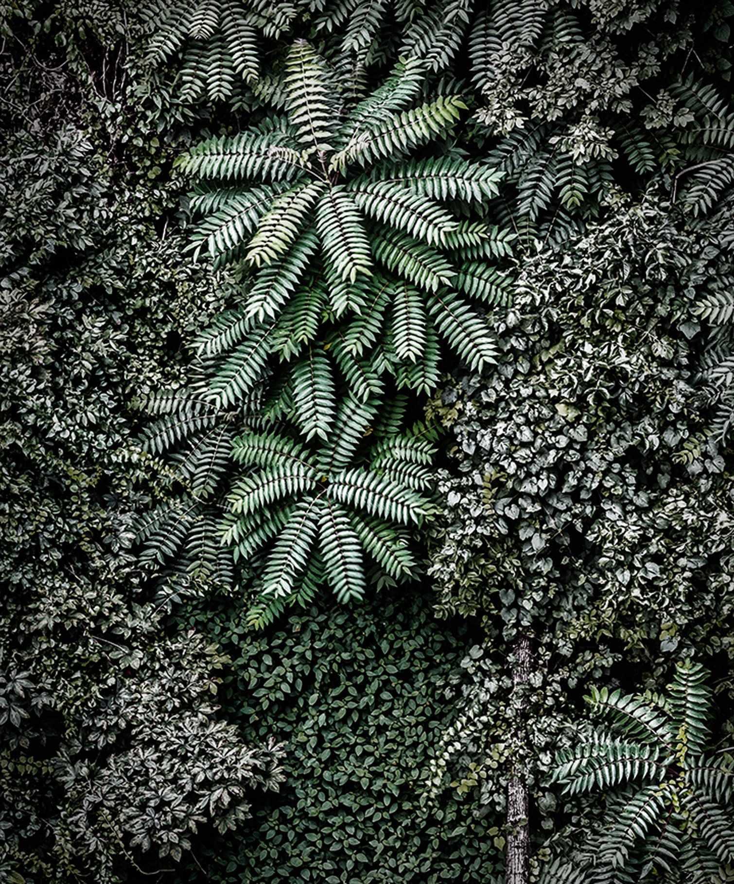 Sumac Madison, IN