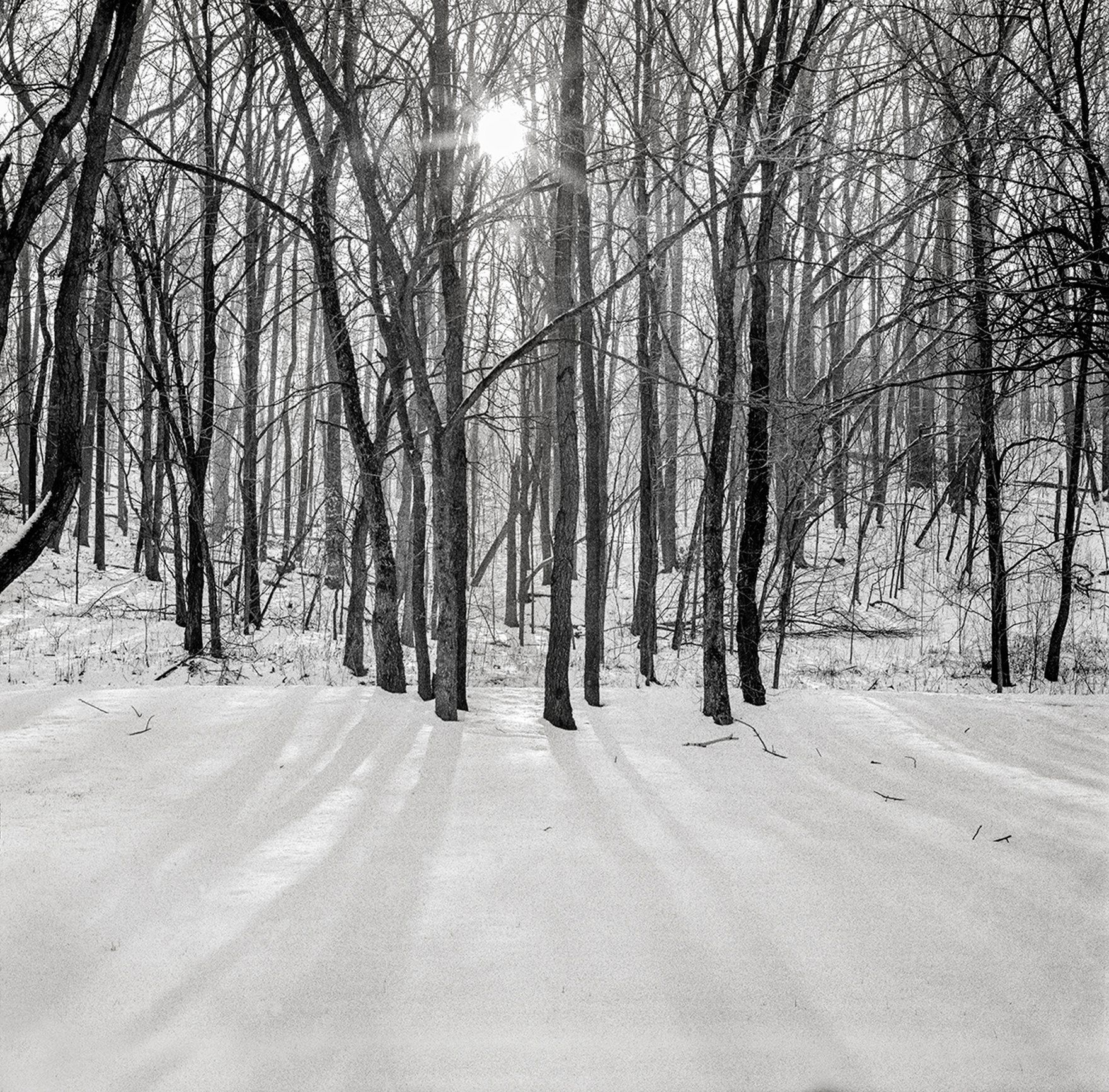 Sunburst Grove Butler Cty, OH