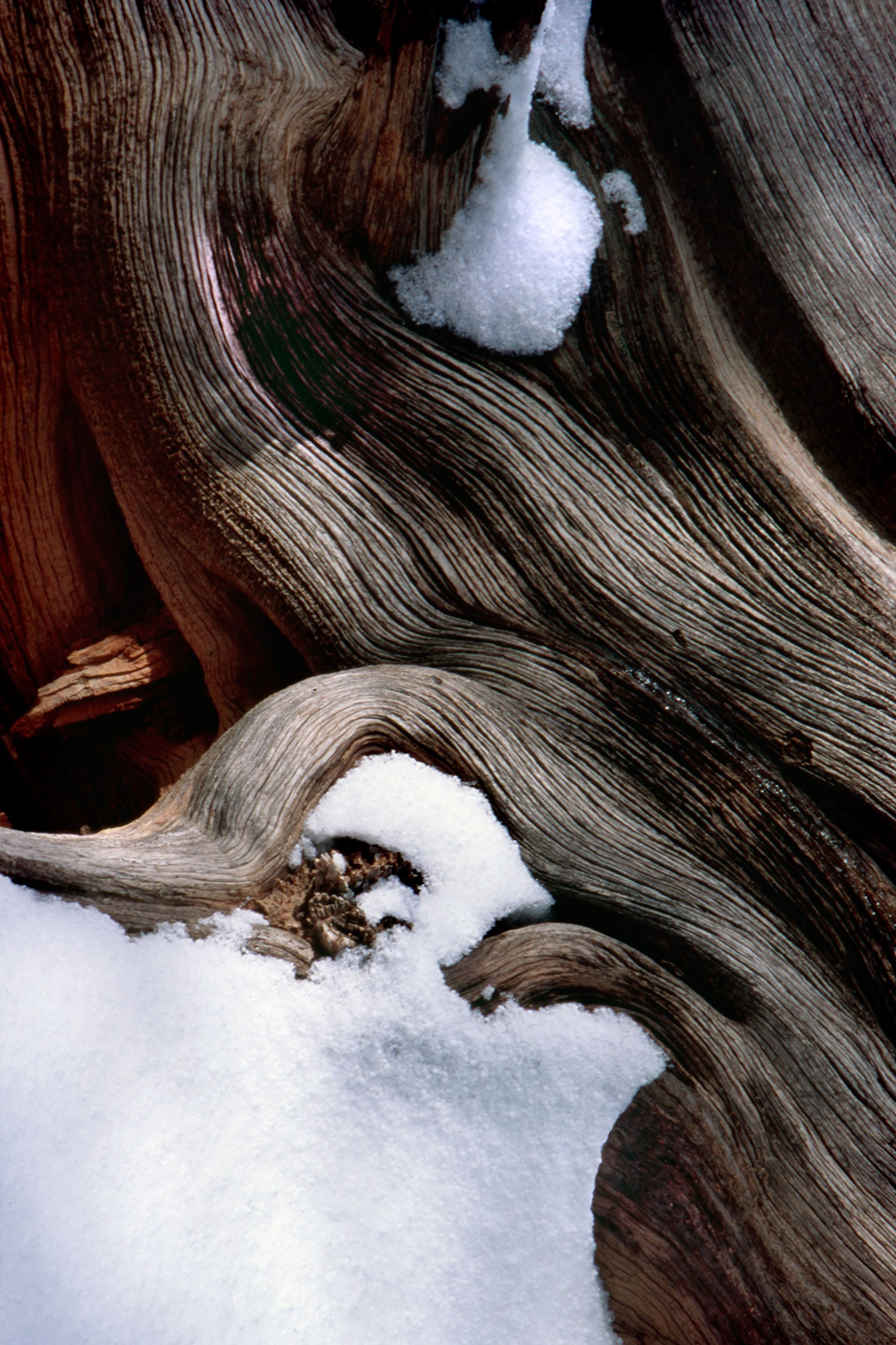 Weathered Juniper Bryce Canyon, UT