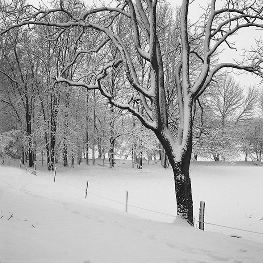 Alone on Fenceline Butler Cty, OH