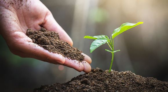 Person Hand And A Young Plant — Middlesex County, NJ — Mickiewicz Arbor Experts, LLC Person Hand And A Young Plant — Middlesex County, NJ — Mickiewicz Arbor Experts, LLC
