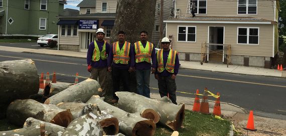 Four Expert Tree Trimmer — Middlesex County, NJ — Mickiewicz Arbor Experts, LLC Four Expert Tree Trimmer — Middlesex County, NJ — Mickiewicz Arbor Experts, LLC