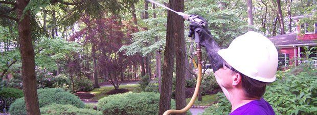 Spraying Organic Fertilizer — Middlesex County, NJ — Mickiewicz Arbor Experts, LLC Spraying Organic Fertilizer — Middlesex County, NJ — Mickiewicz Arbor Experts, LLC
