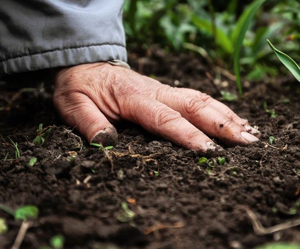 Person Hand Touching Soil — Middlesex County, NJ — Mickiewicz Arbor Experts, LLC Person Hand Touching Soil — Middlesex County, NJ — Mickiewicz Arbor Experts, LLC