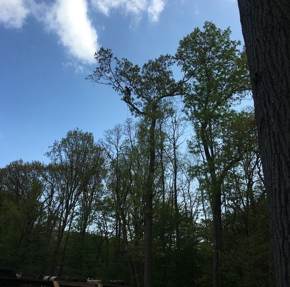 Man On A High Tree — Middlesex County, NJ — Mickiewicz Arbor Experts, LLC Man On A High Tree — Middlesex County, NJ — Mickiewicz Arbor Experts, LLC