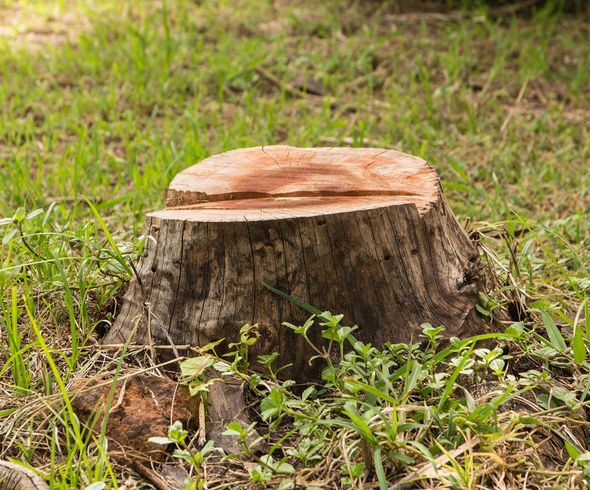 Tree Stump — Middlesex County, NJ — Mickiewicz Arbor Experts, LLC Tree Stump — Middlesex County, NJ — Mickiewicz Arbor Experts, LLC