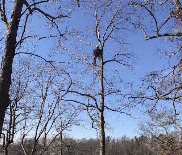 Person Preparing His Safety Equipment — Middlesex County, NJ — Mickiewicz Arbor Experts, LLC Person Preparing His Safety Equipment — Middlesex County, NJ — Mickiewicz Arbor Experts, LLC