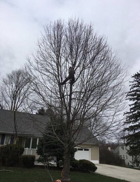 Workers Trimming Down The Tree — Middlesex County, NJ — Mickiewicz Arbor Experts, LLC Workers Trimming Down The Tree — Middlesex County, NJ — Mickiewicz Arbor Experts, LLC