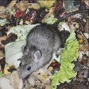 rat control