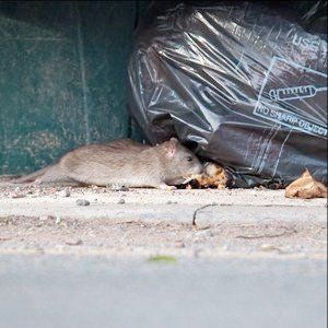 rats