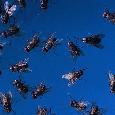 ants