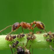 ants
