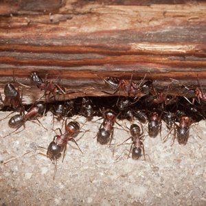 ants control