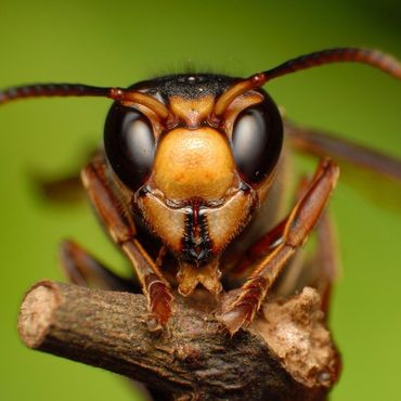 wasp