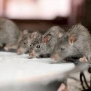 mice