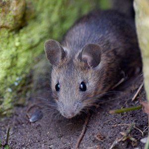 mice problem