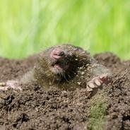 plant control