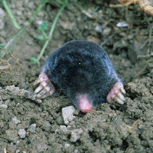 mice control