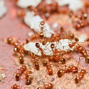 pest prevention