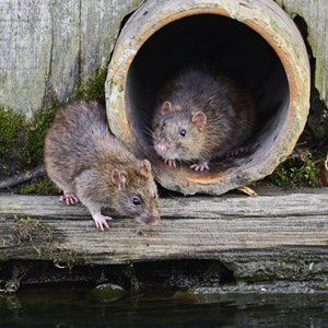 rats