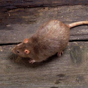 rat