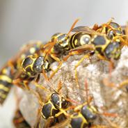 wasp control