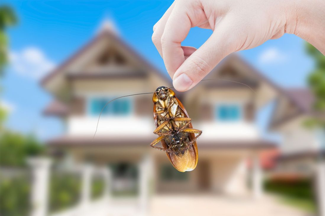 Sample Pest Control