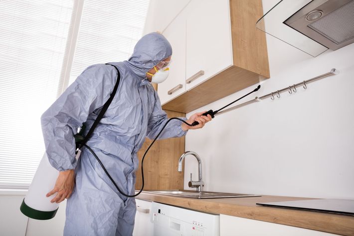 Pest service and prevention in San Marcos, TX