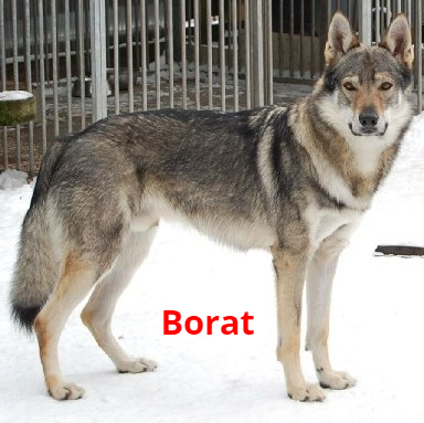 Borat