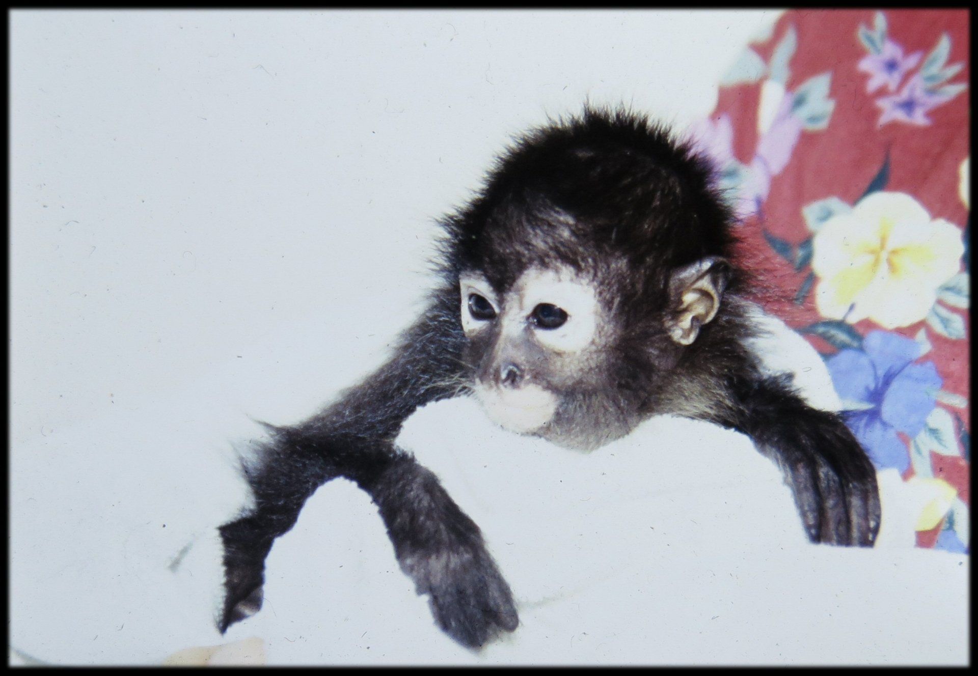 FW Hendriks Monkey Primate 1997