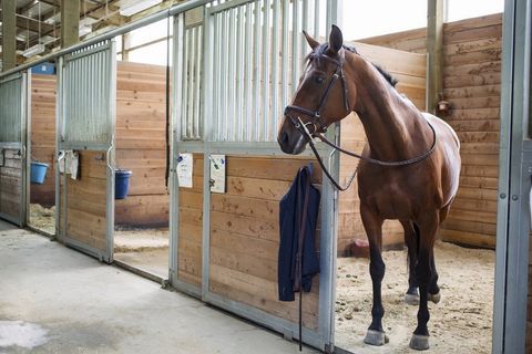 Equestrian