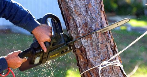 Tree Grinding — Cutting Tree using Chainsaw in Cuyahoga Falls, OH Tree Grinding — Cutting Tree using Chainsaw in Cuyahoga Falls, OH