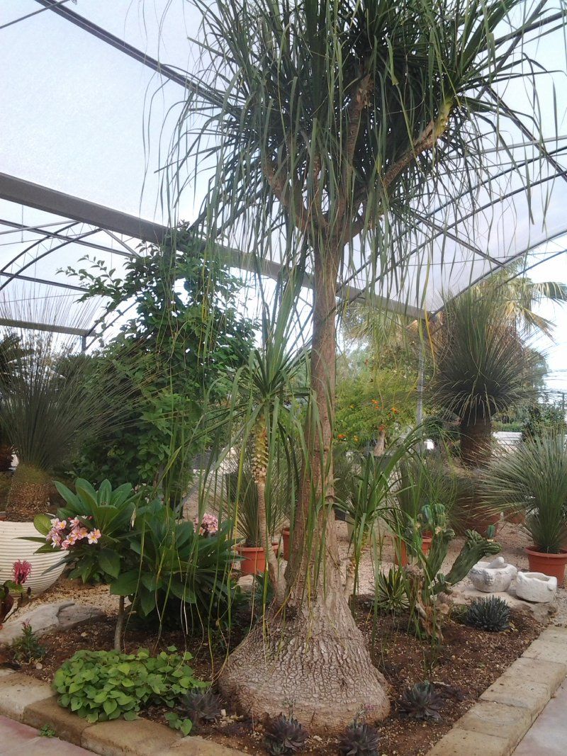 piante da giardino
