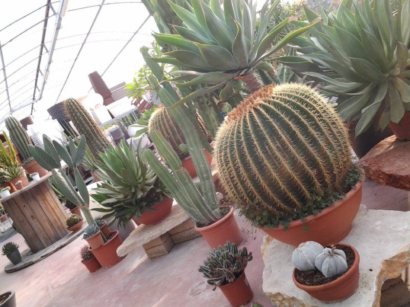 cactus