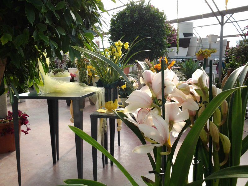 piante ornamentali