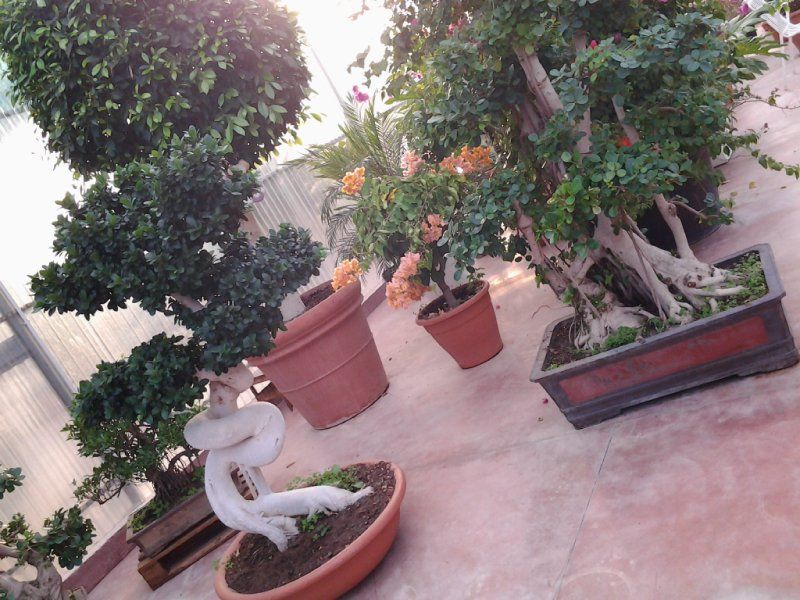 piante in vaso