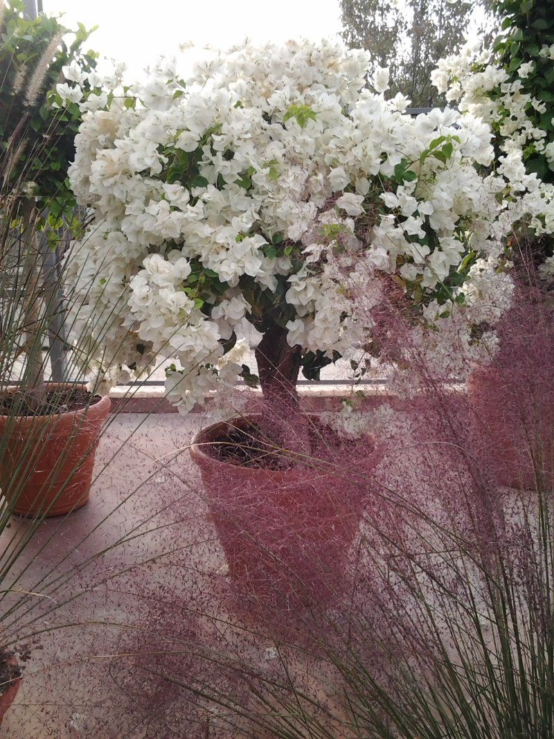 pianta con fiori