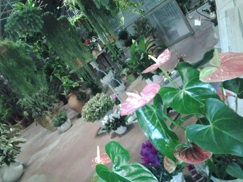 piante da esterno