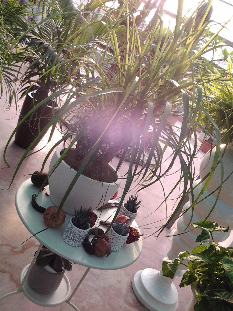 piante e cactus