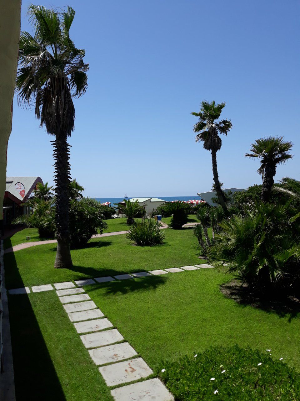 Garden with palm trees