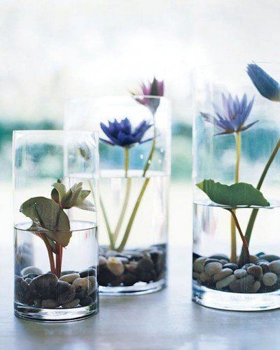 idrocoltura piante da fiore