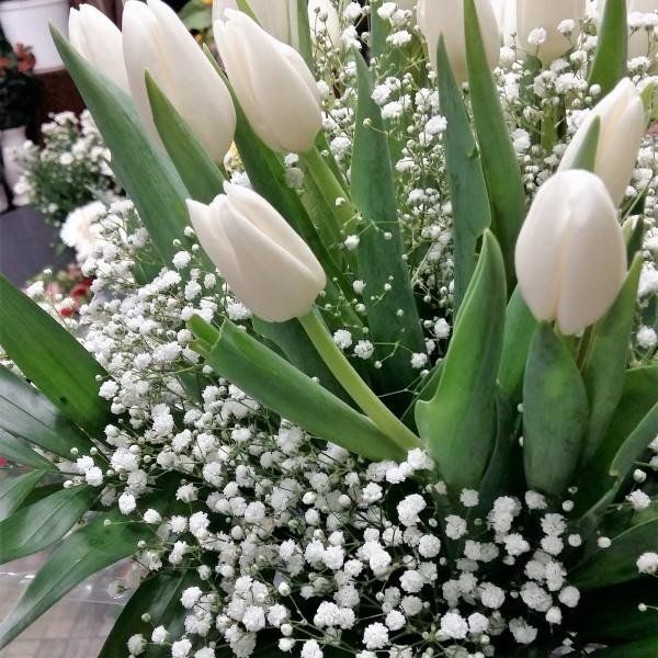 tulipani bianchi