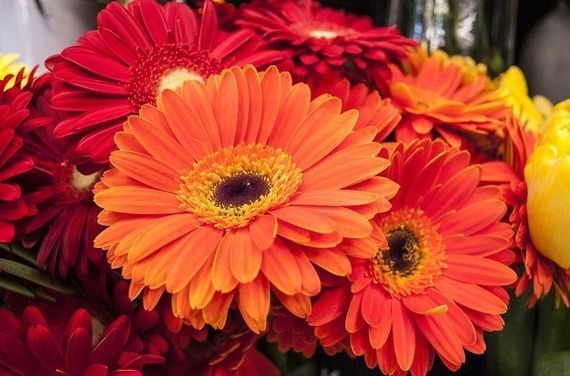 gerbera arancione